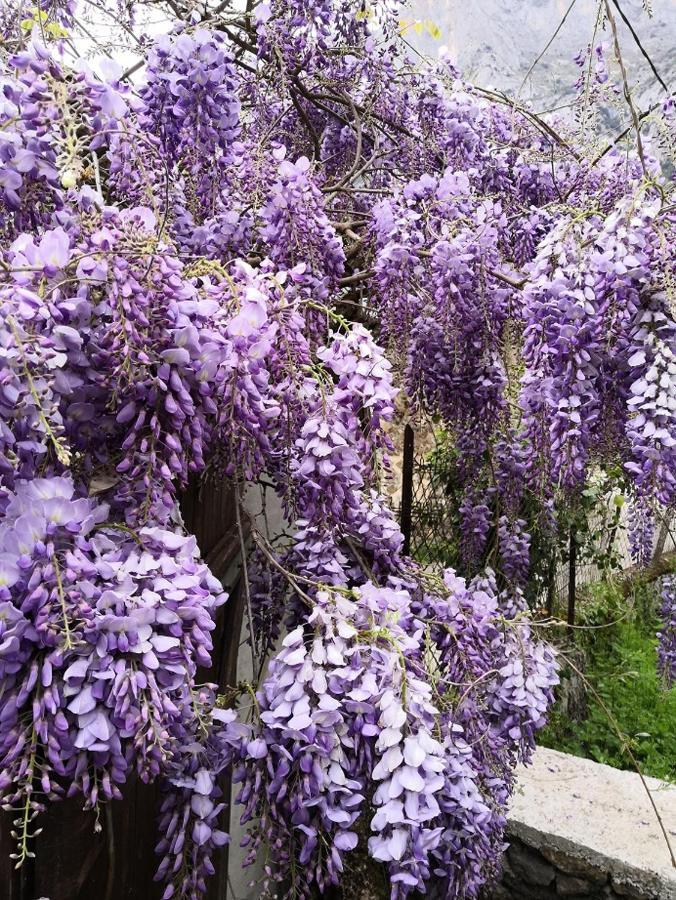 La Glycine Villa Sinsat Bagian luar foto